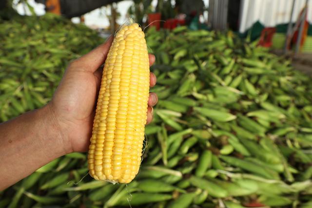 玉米需要冷鏈運(yùn)輸嗎？非冷鏈運(yùn)輸怎么保鮮(圖1)