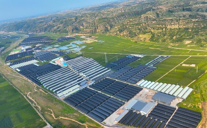 有機(jī)食用菌(圖1)